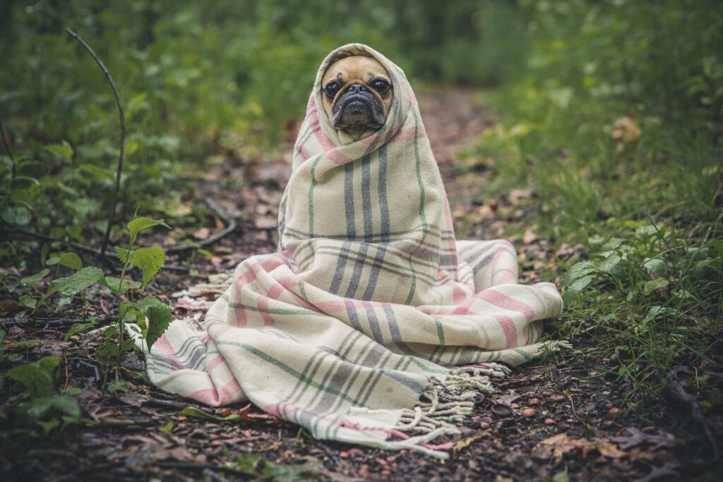 pet insurance